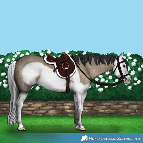 Horse Color:Brown Dun Splash Frame 