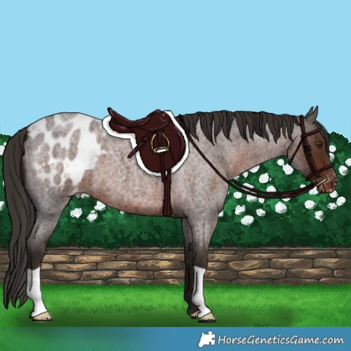 Horse Color:Liver Red Roan Appaloosa