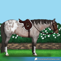 Horse Color:Liver Red Roan Appaloosa 