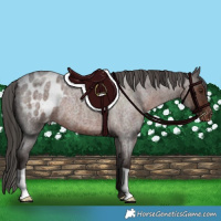 Horse Color:Liver Red Roan Appaloosa 