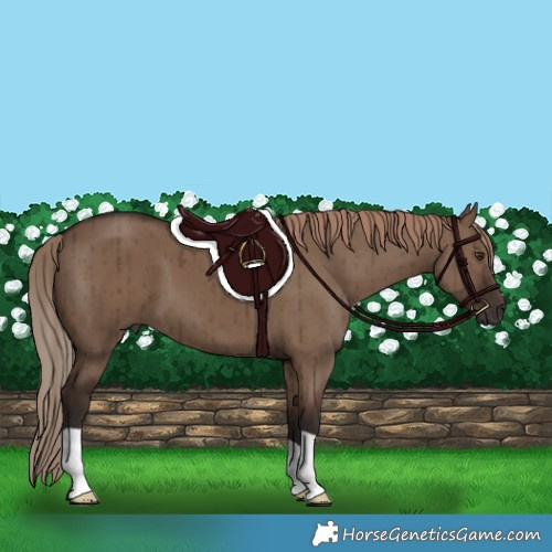 Horse Color:Liver Red Dun Brindle 