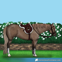 Horse Color:Liver Red Dun Brindle