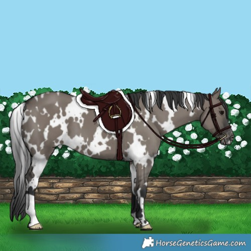 Horse Color:White Spotted Grullo Appaloosa