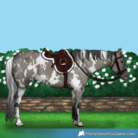 Horse Color:White Spotted Grullo Appaloosa