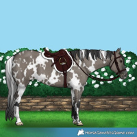 Horse Color:White Spotted Grullo Appaloosa 