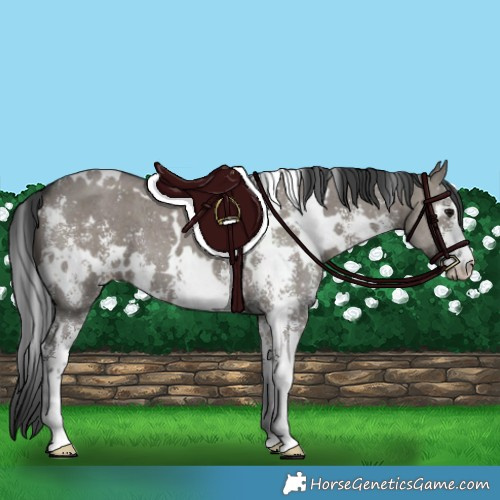 Horse Color:White Spotted Grullo Sabino 