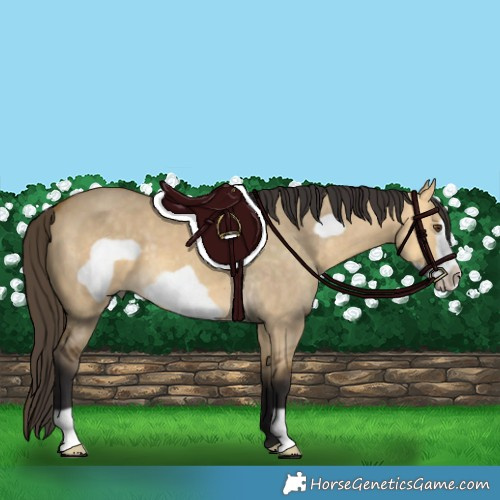 Horse Color:Buckskin Dun Frame 