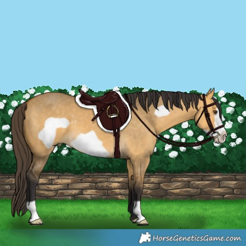 Horse Color:Buckskin Dun Frame 