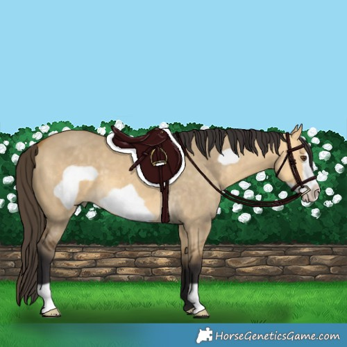 Horse Color:Buckskin Dun Frame 