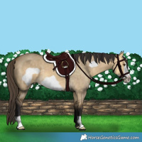 Horse Color:Buckskin Dun Frame