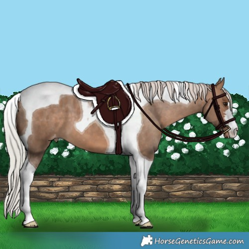 Horse Color:Silver Brown Dun Tobiano Appaloosa 