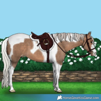 Horse Color:Silver Brown Dun Tobiano Appaloosa 