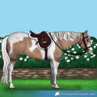 Horse Color:Silver Brown Dun Tobiano Appaloosa 