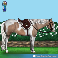 Horse Color:Silver Brown Dun Tobiano Appaloosa 
