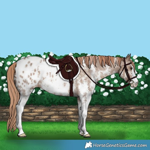 Horse Color:Liver Red Dun Sabino Appaloosa 