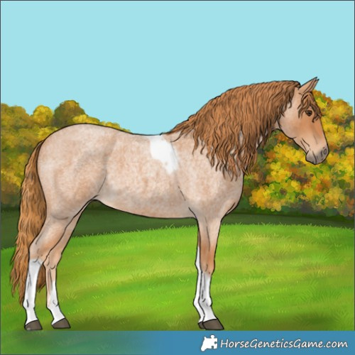 Horse Color:Red Roan Tobiano Frame 