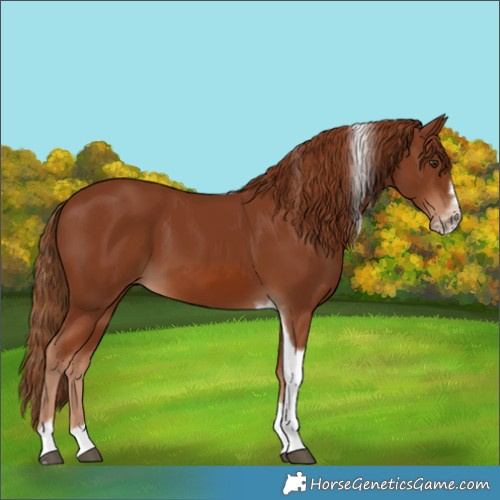 Horse Color:Chestnut Tobiano Frame 