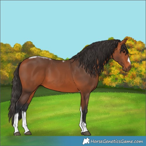 Horse Color:Bay Tobiano Frame 
