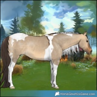 Horse Color:Buckskin Dun Tobiano 
