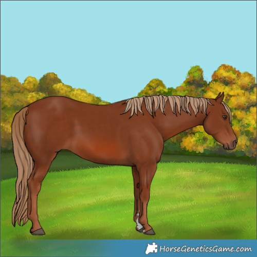 Horse Color:Chestnut 