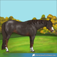 Horse Color:Liver Chestnut 
