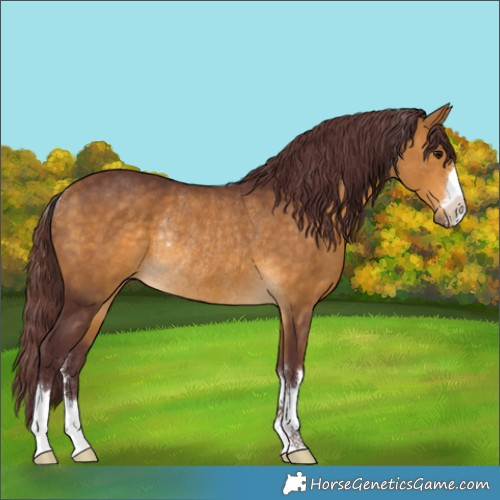 Horse Color:Chocolate Buckskin Rabicano 