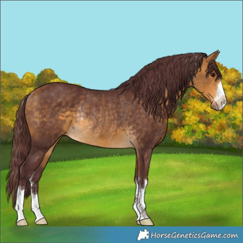 Horse Color:Chocolate Buckskin Rabicano 