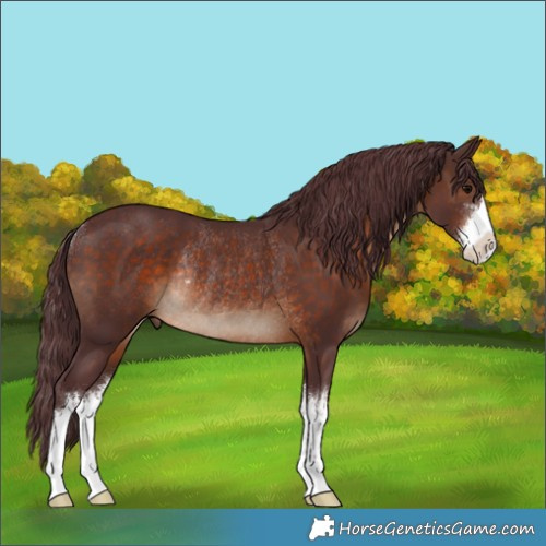 Horse Color:White Spotted Chocolate Brown Rabicano 