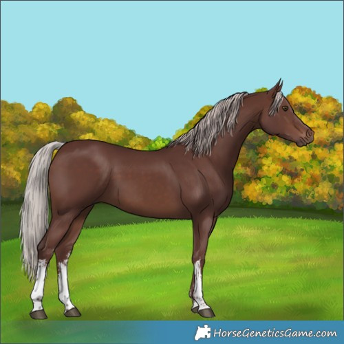 Horse Color:White Spotted Chocolate Silver Brown 