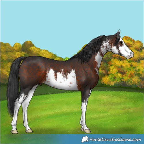 Horse Color:White Spotted Brown 