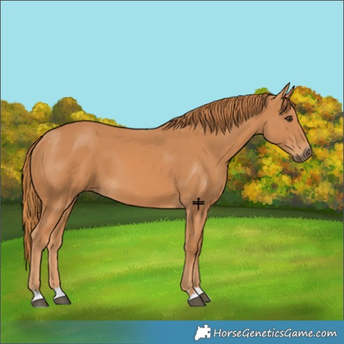 Horse Color:Chestnut 