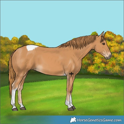 Horse Color:Chestnut Tobiano 