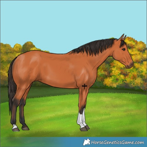 Horse Color:Bay Tobiano 