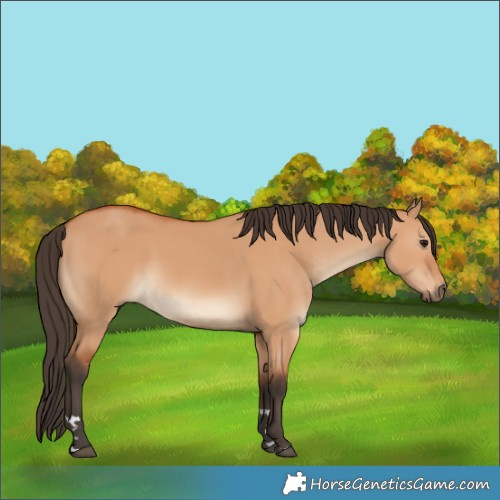 Horse Color:Bay Dun Rabicano 