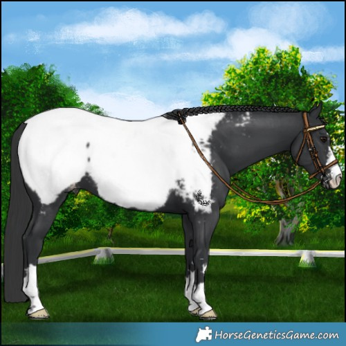 Horse Color:Black Appaloosa