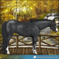 Horse Color:Black 