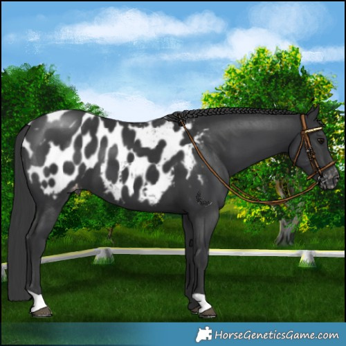 Horse Color:Black Appaloosa
