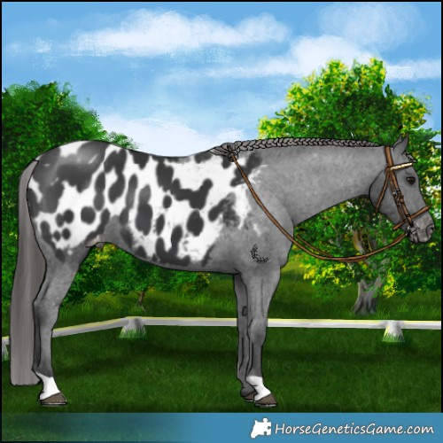 Horse Color:Black Blanket 