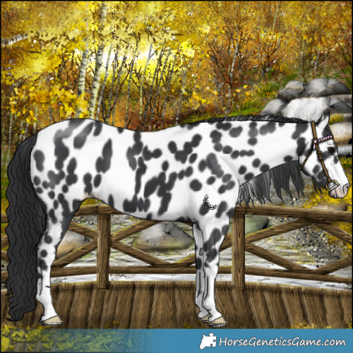 Horse Color:Black Appaloosa