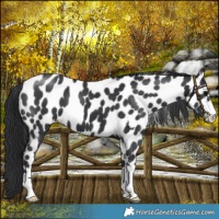 Horse Color:Black Leopard