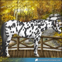 Horse Color:Black Appaloosa 