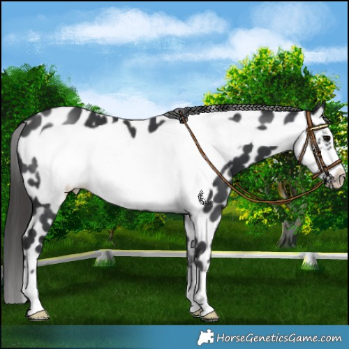 Horse Color:Black Frame Leopard 