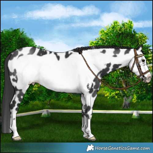 Horse Color:Black Frame Appaloosa