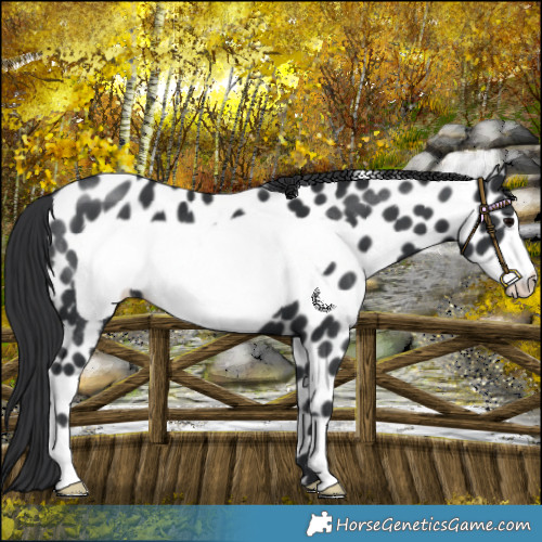 Horse Color:Black Frame Near Leopard 