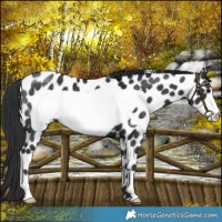 Horse Color:Black Frame Near Leopard 
