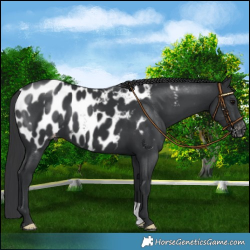 Horse Color:Black Appaloosa
