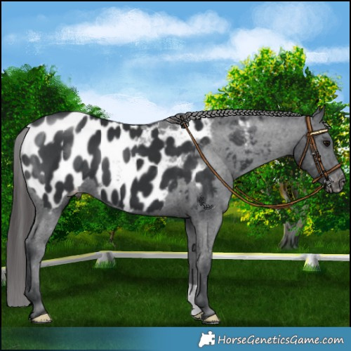 Horse Color:Black Near Leopard 