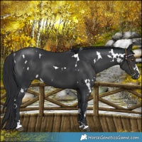 Horse Color:White Spotted Black 