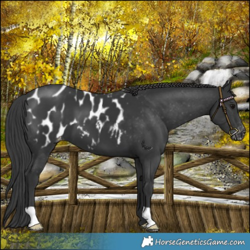 Horse Color:Black Appaloosa