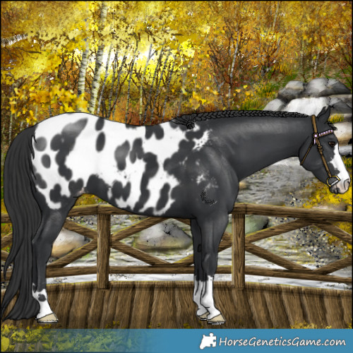 Horse Color:Black Appaloosa